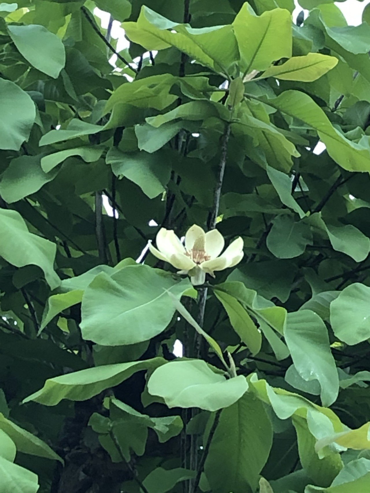 朴葉の木の成長 Poporin Note