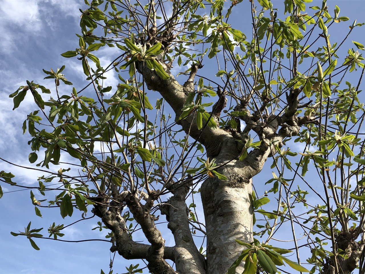 朴葉の木の成長 Poporin Note