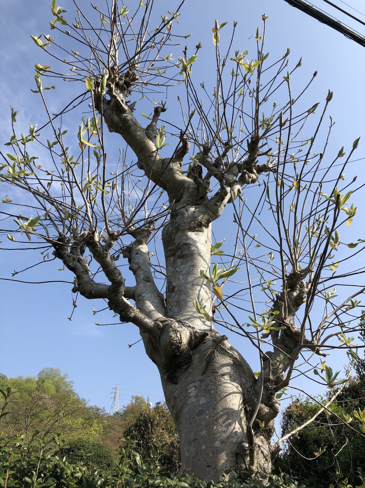 朴葉の木の成長 Poporin Note