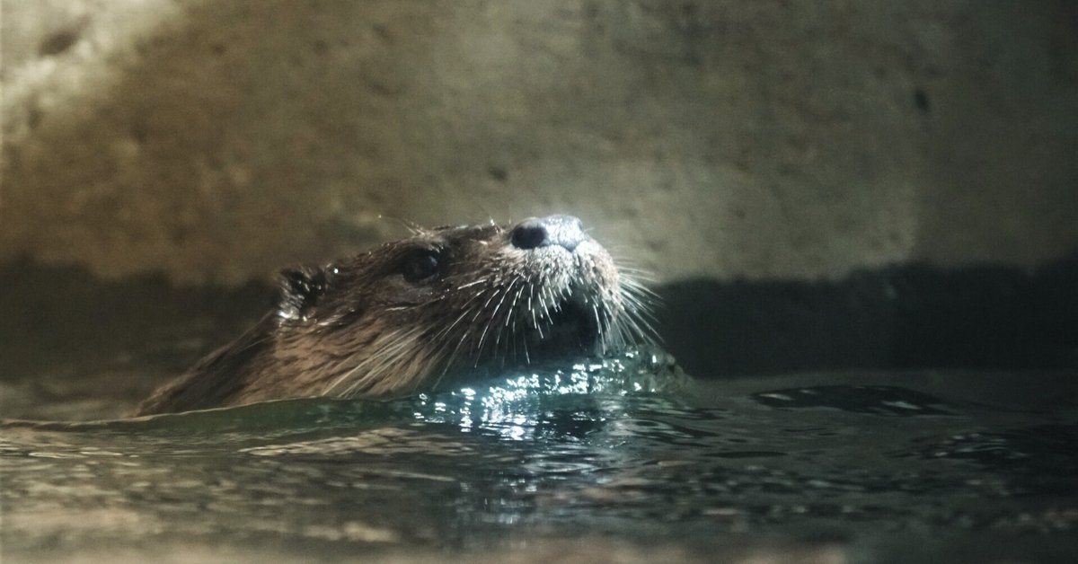 Tamron 18-300 f3.5-6.3を動物園で試してみる｜ウクモリ ヒロオ