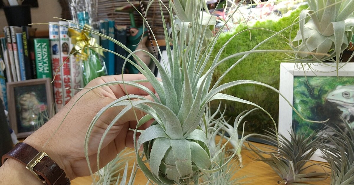 Yahoo!オークション - Tillandsia brenneri チランジア