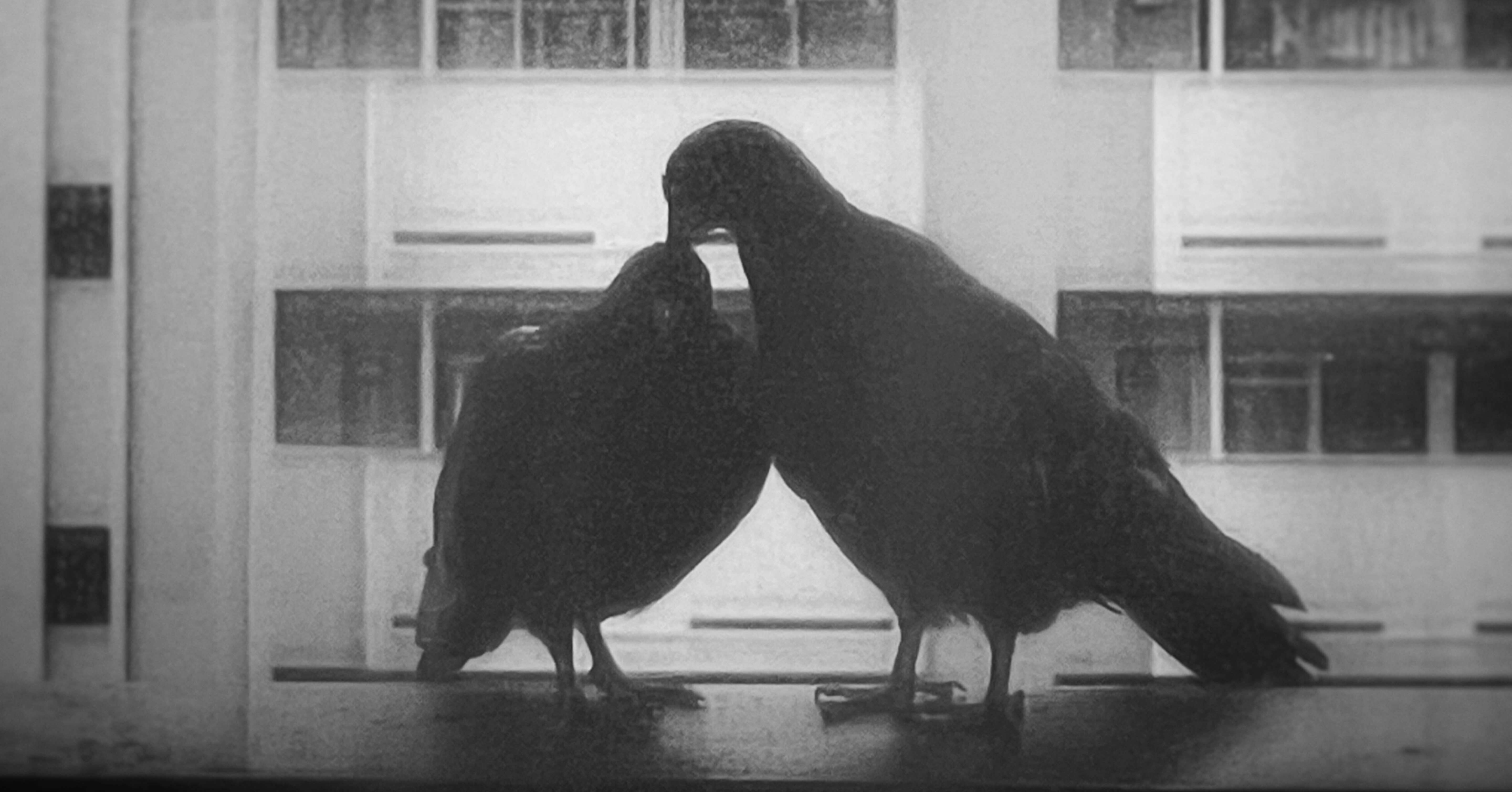 いちゃいちゃする鳩を眺める｜Yasuko Suzuki