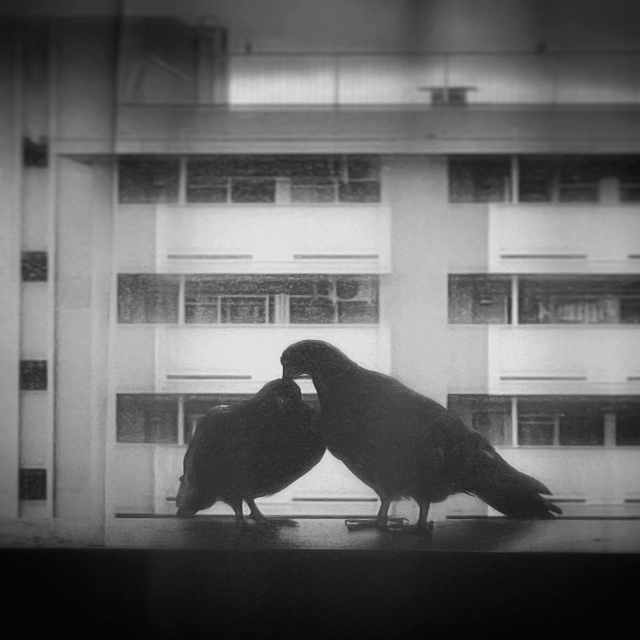 いちゃいちゃする鳩を眺める｜Yasuko Suzuki