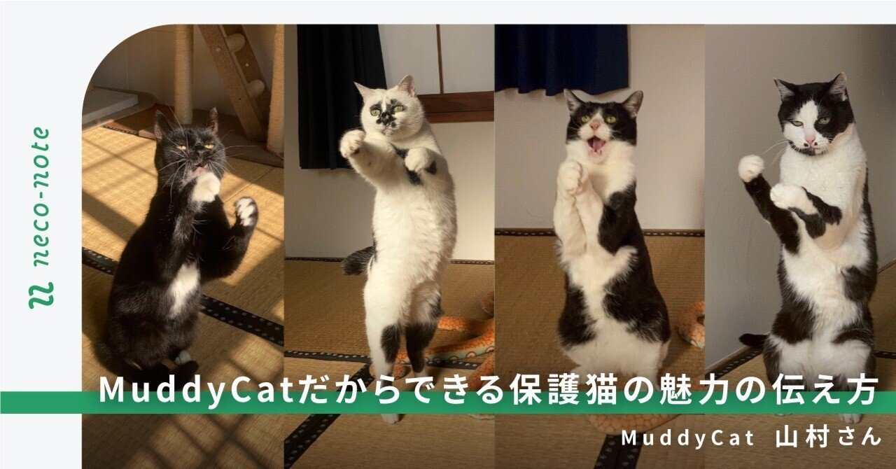 “浮世絵猫”でバズったMuddy Catだからできる、保護猫の魅力の伝え方｜ネコノート🐱保護猫支援のneco-note