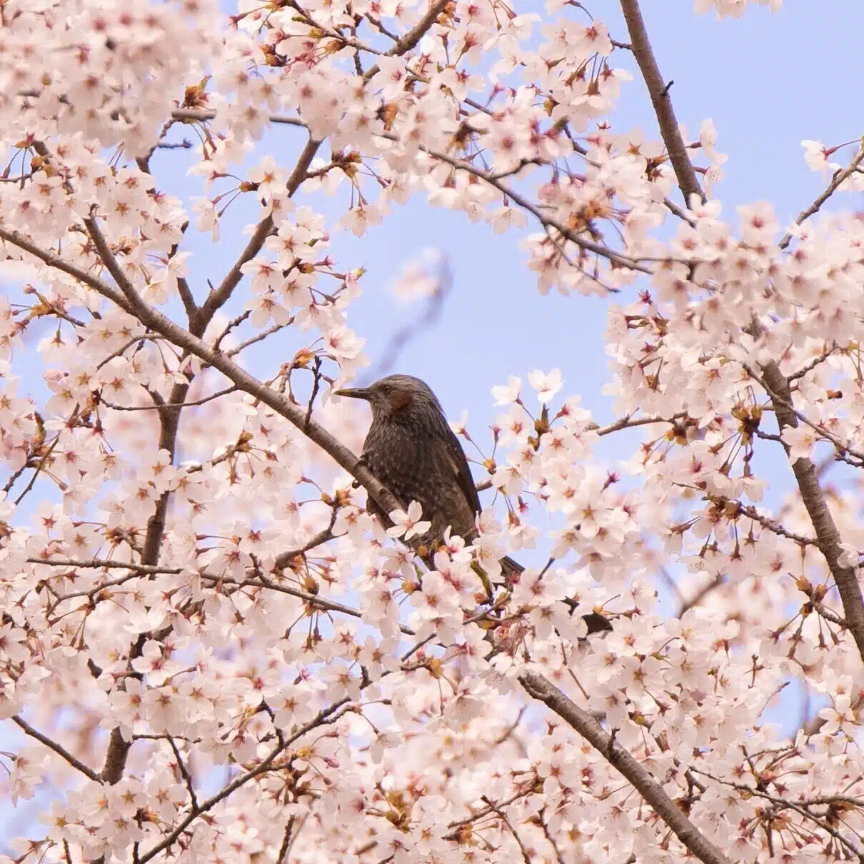 桜愛