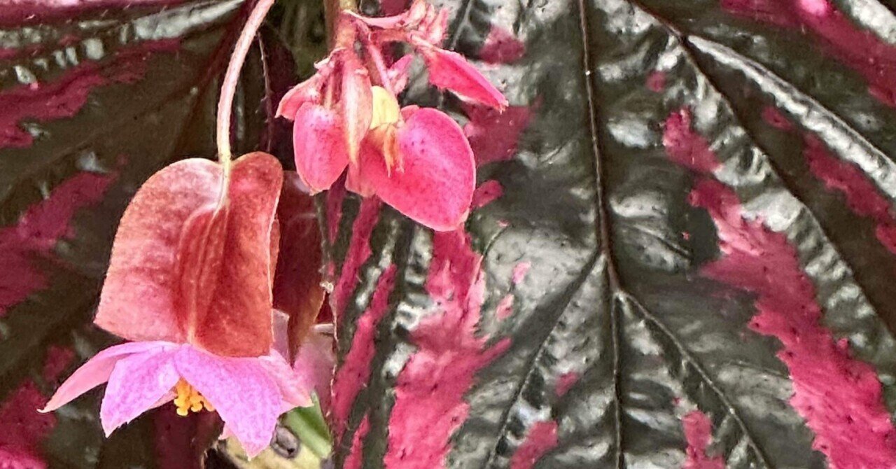 BEGONIA BREVIRIMOSA EXOTICA｜EGGSEED