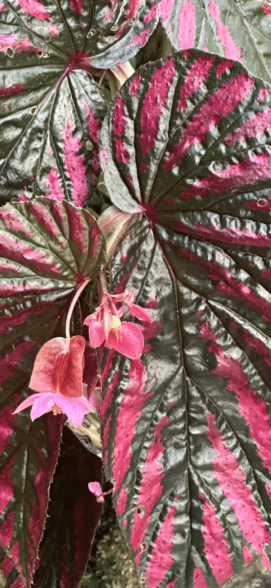 BEGONIA BREVIRIMOSA EXOTICA｜EGGSEED