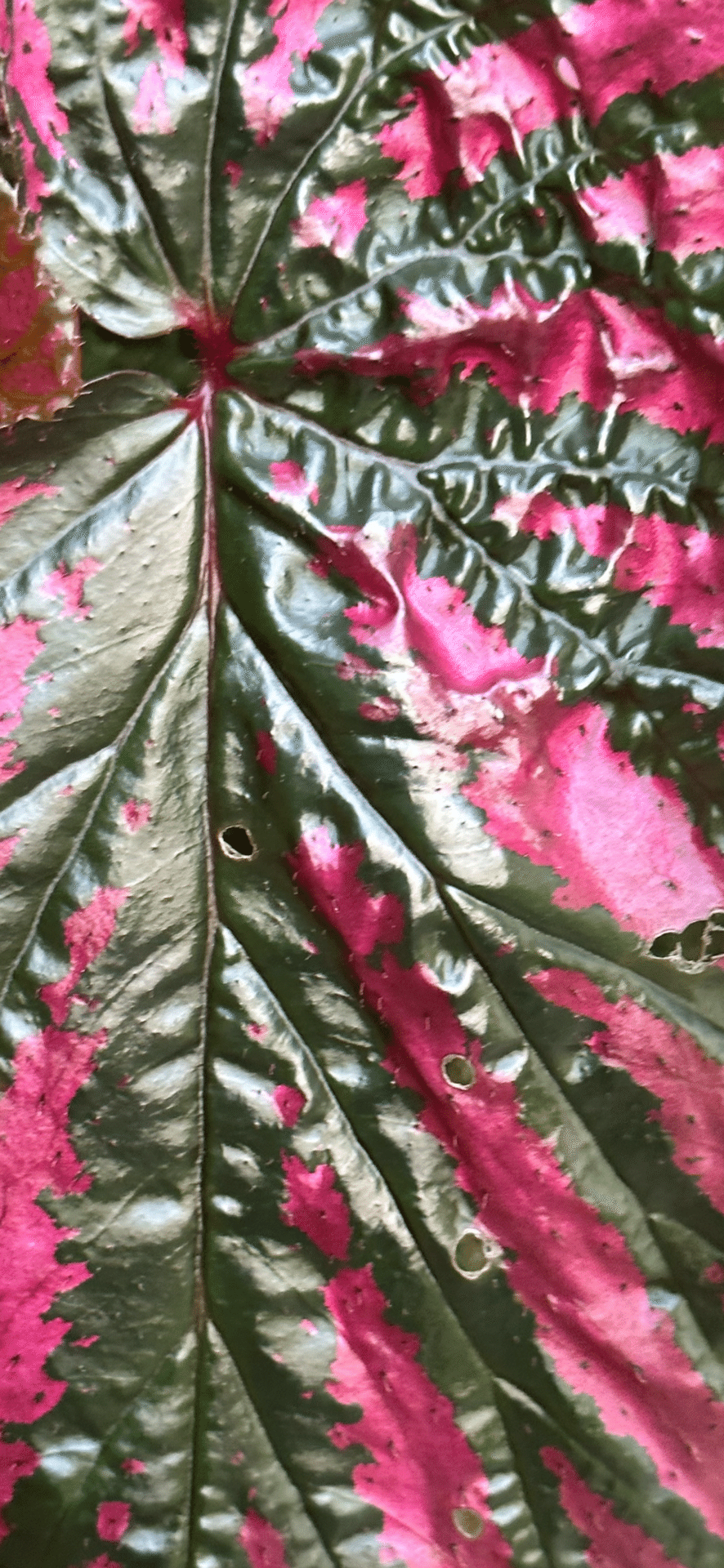 BEGONIA BREVIRIMOSA EXOTICA｜EGGSEED