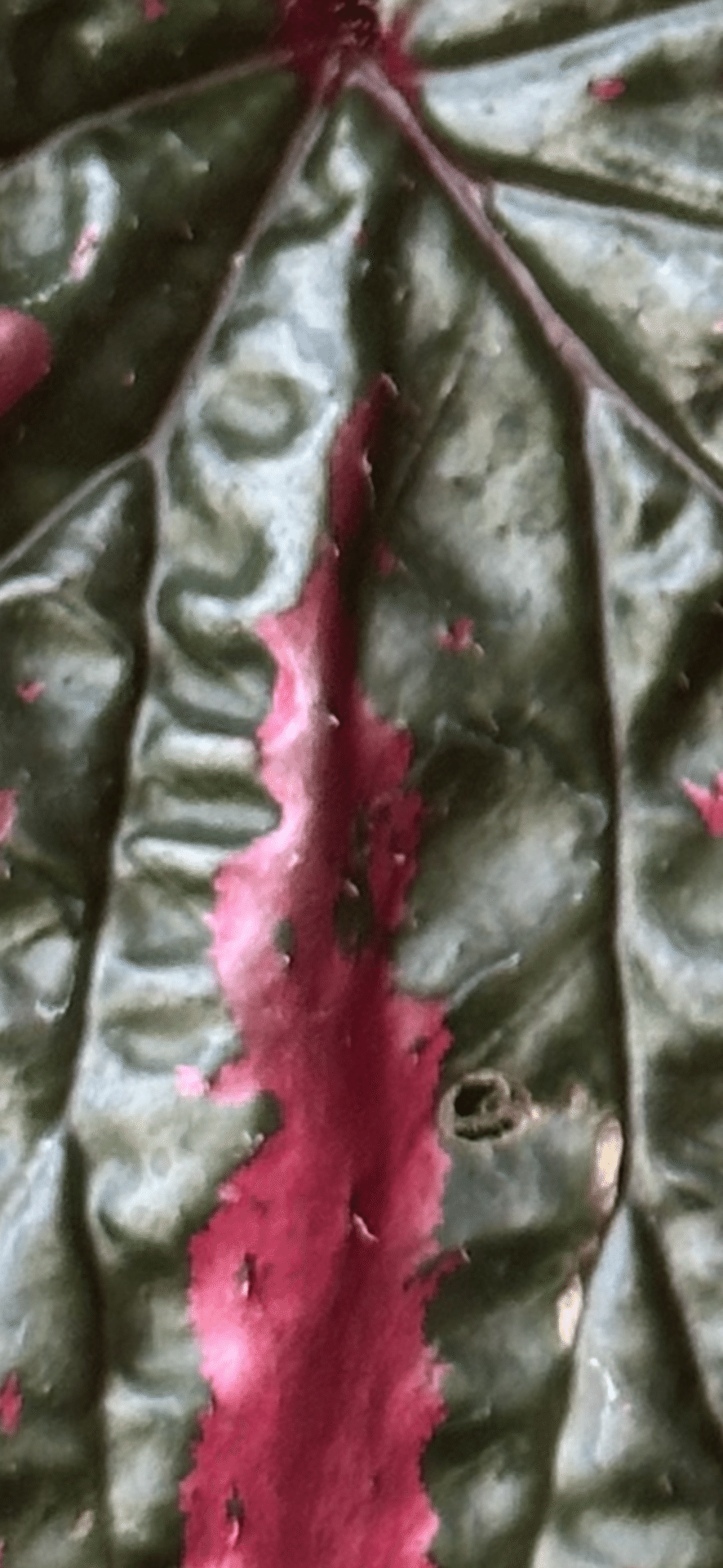 BEGONIA BREVIRIMOSA EXOTICA｜EGGSEED