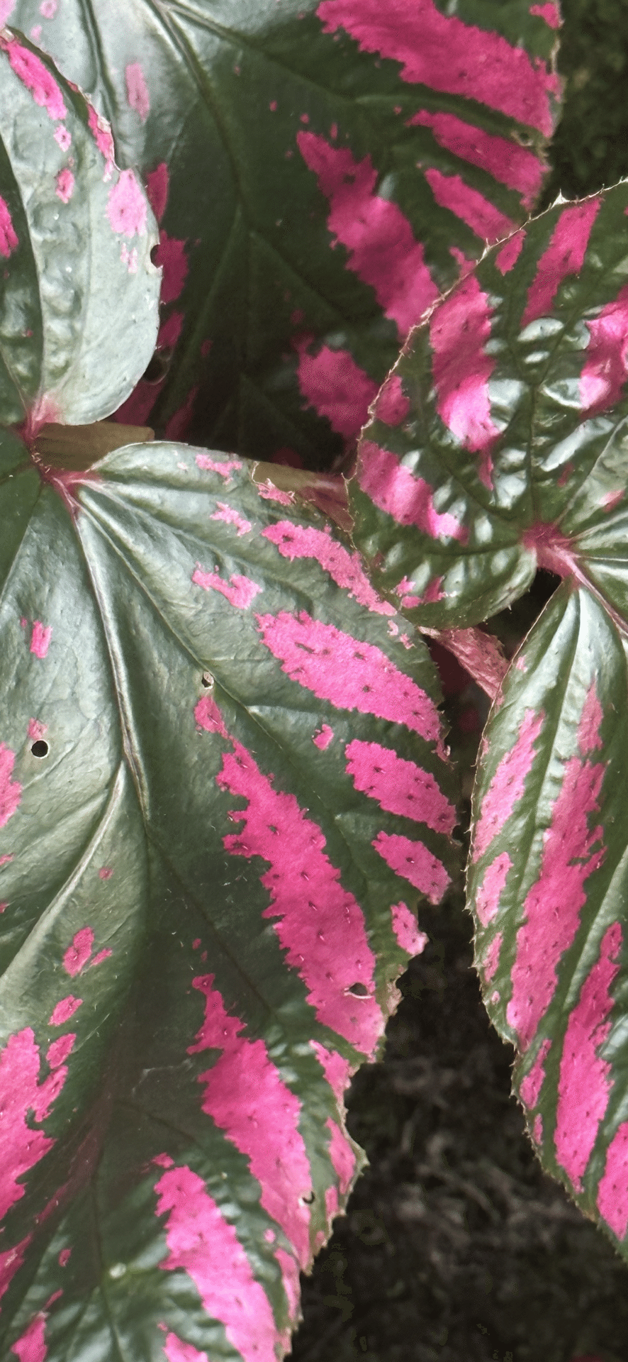 BEGONIA BREVIRIMOSA EXOTICA｜EGGSEED