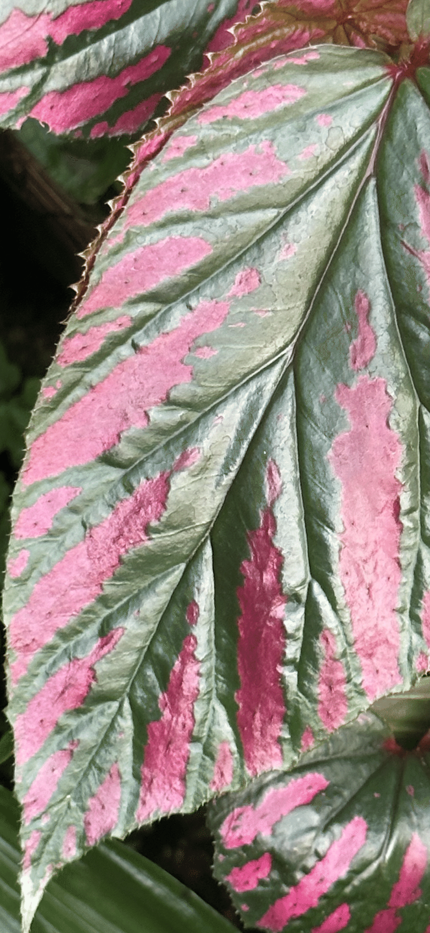 専用❣️Begonia ベゴニア ブレビリモーサ　エキゾチカ　ブレビリモサ 原種 専用❣️Begonia ベゴニア ブレビリモーサ エキゾチカ ブレビリモサ