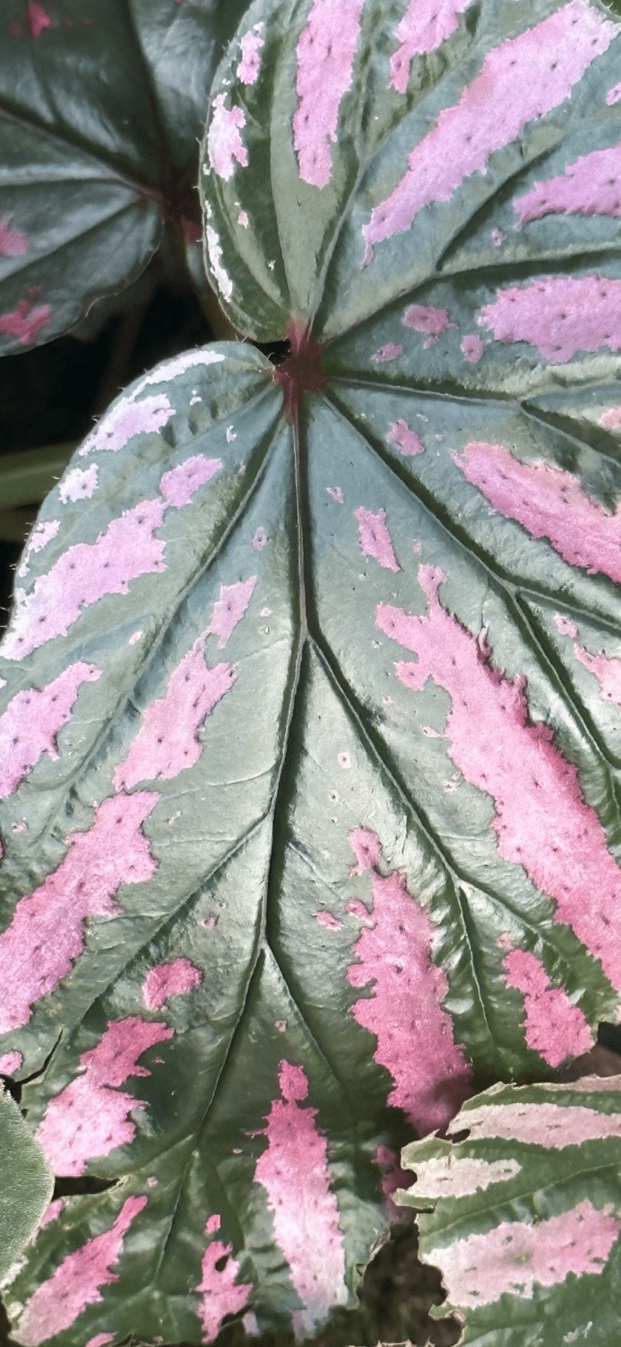 BEGONIA BREVIRIMOSA EXOTICA｜EGGSEED