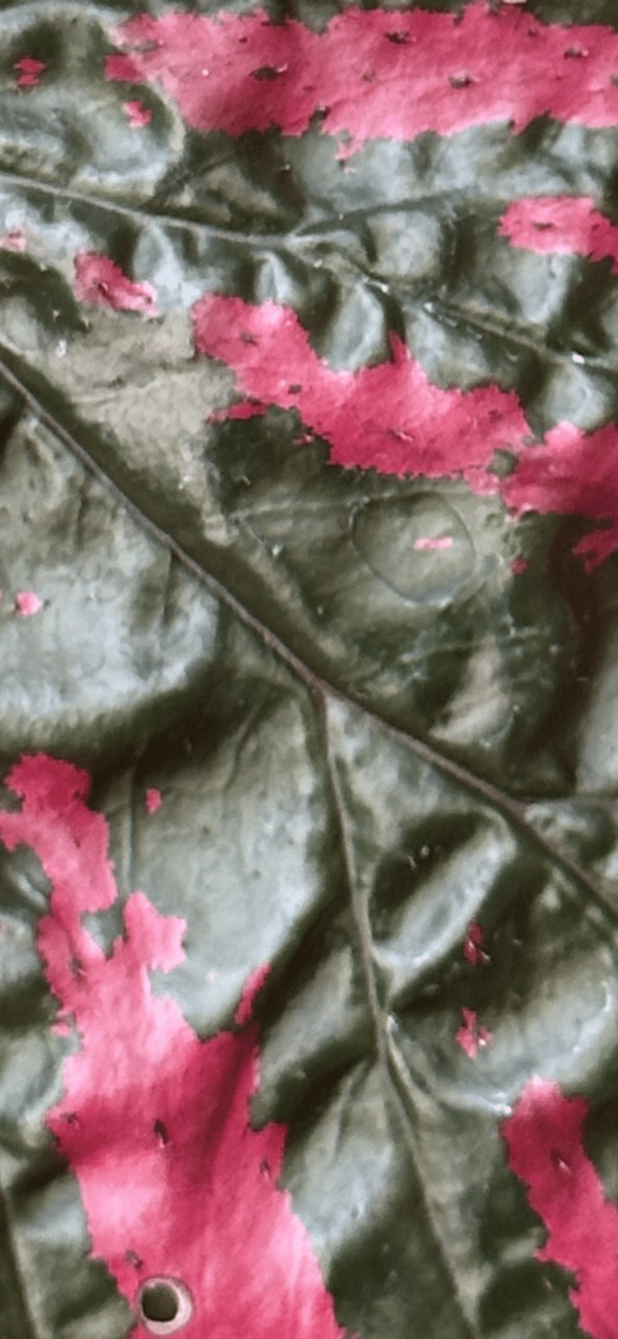 BEGONIA BREVIRIMOSA EXOTICA｜EGGSEED