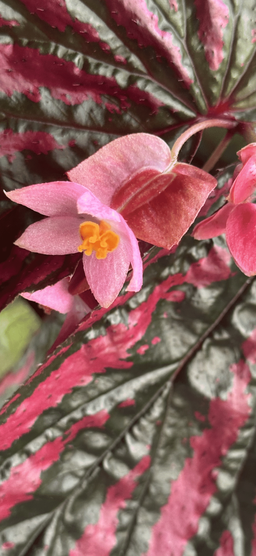 BEGONIA BREVIRIMOSA EXOTICA｜EGGSEED