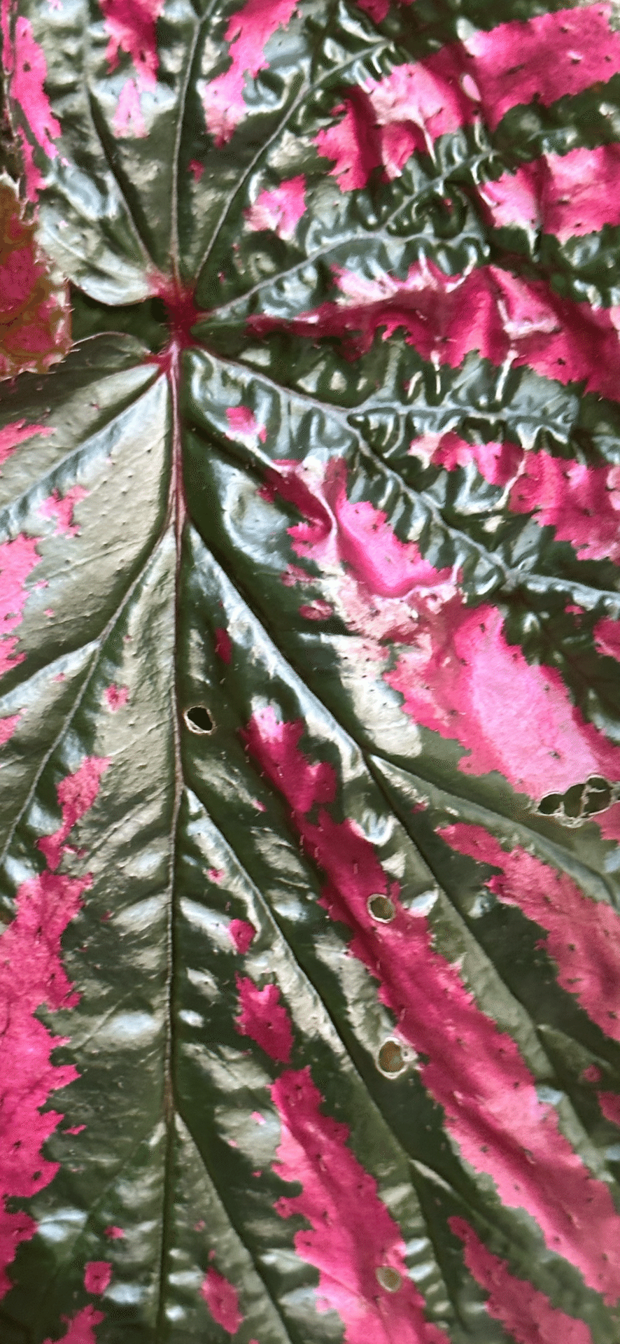 BEGONIA BREVIRIMOSA EXOTICA｜EGGSEED