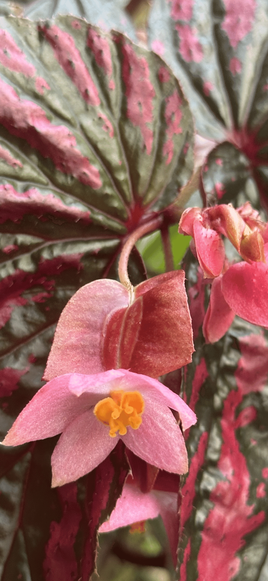 BEGONIA BREVIRIMOSA EXOTICA｜EGGSEED