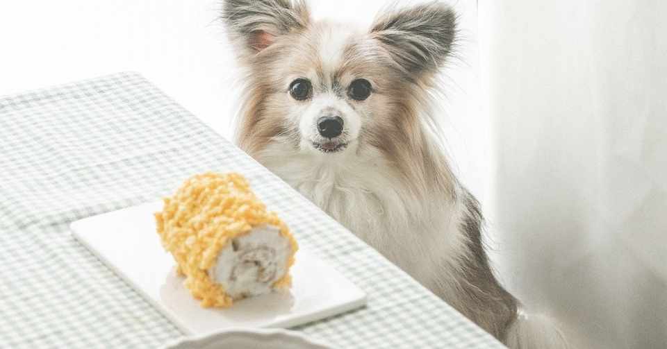 スポンジ不要で簡単 ミモザロールケーキ 手作り犬おやつレシピ