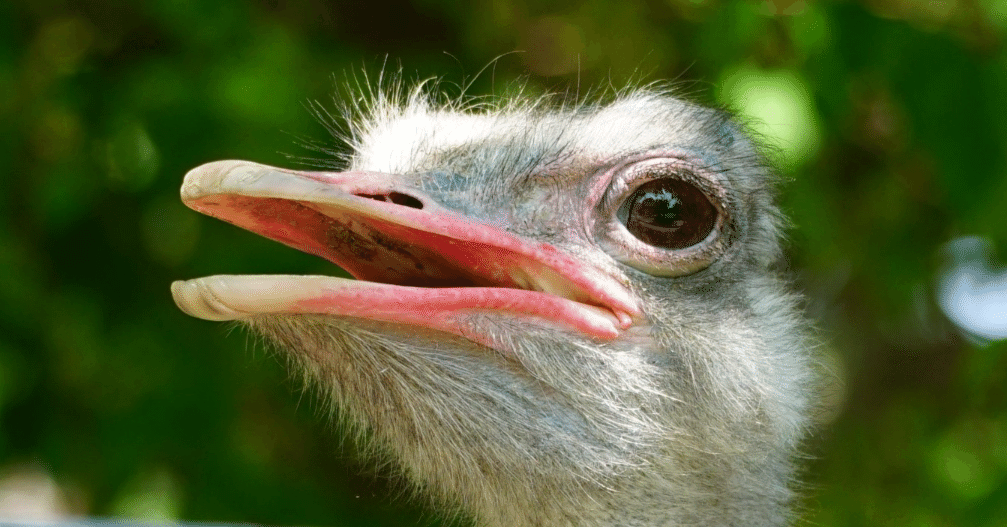 ダチョウの頭が良すぎる｜旅ノリ