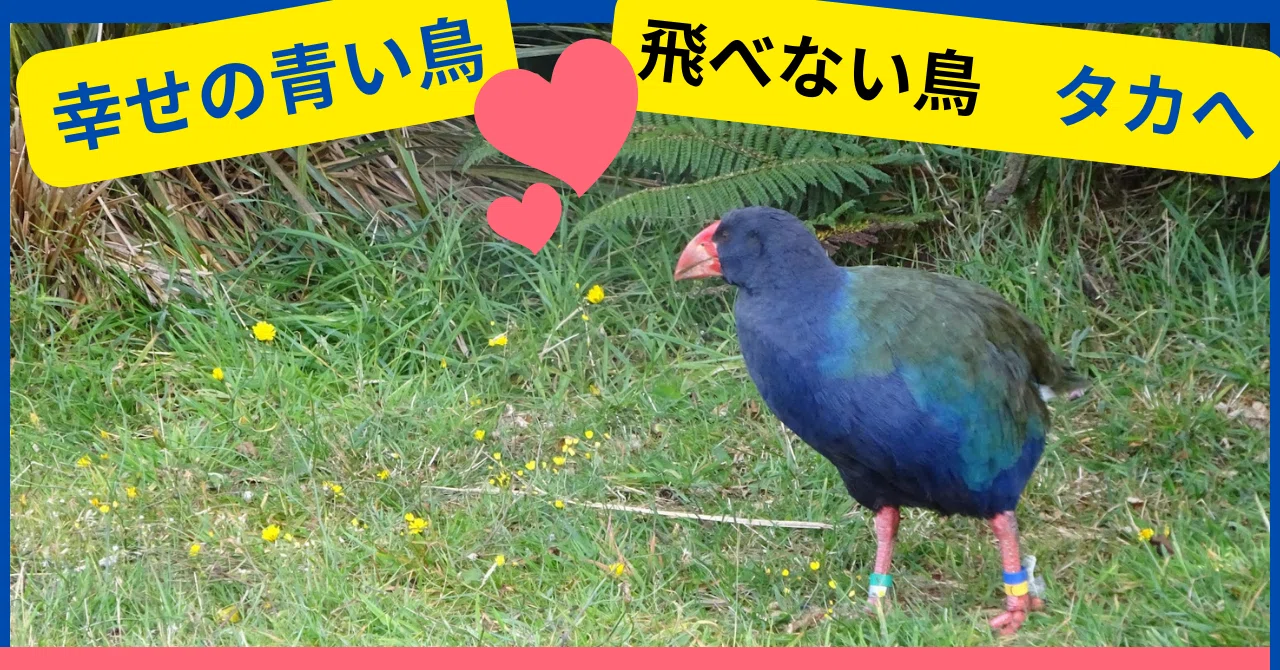 幸せの青い鳥👉飛べないタカへ♬絶滅種から復活した幻の鳥