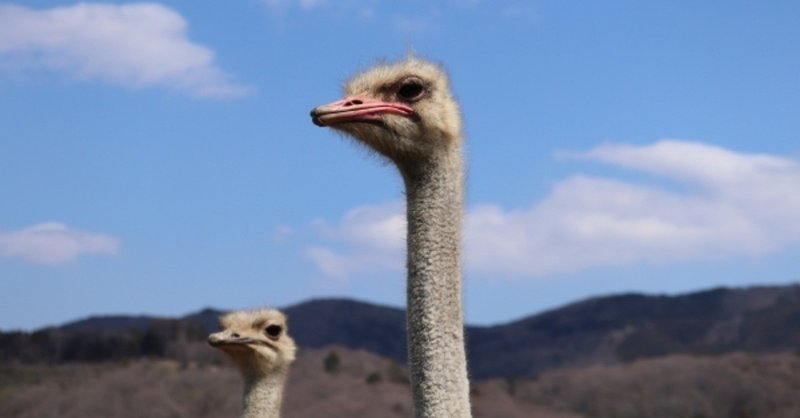 ダチョウ肉は何がすごいの？～誰でもわかる食糧問題編～