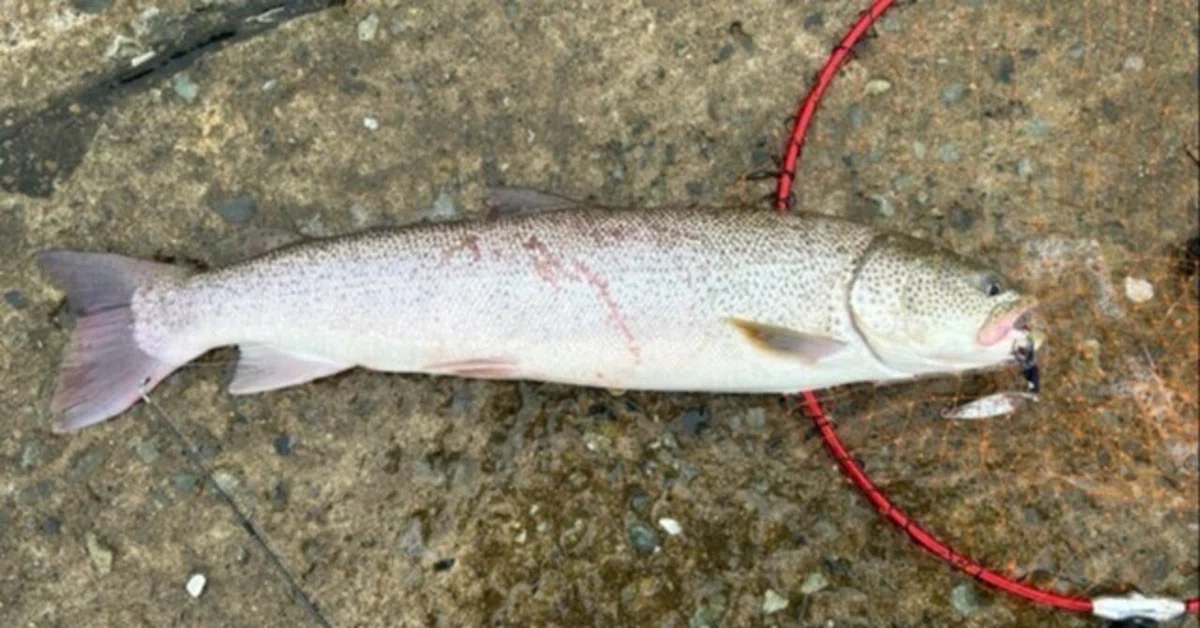 北海道 イトウの聖地、猿払で幻のイトウを釣る(道北の釣り旅イトウ釣り篇） ｜龍キング（釣り）