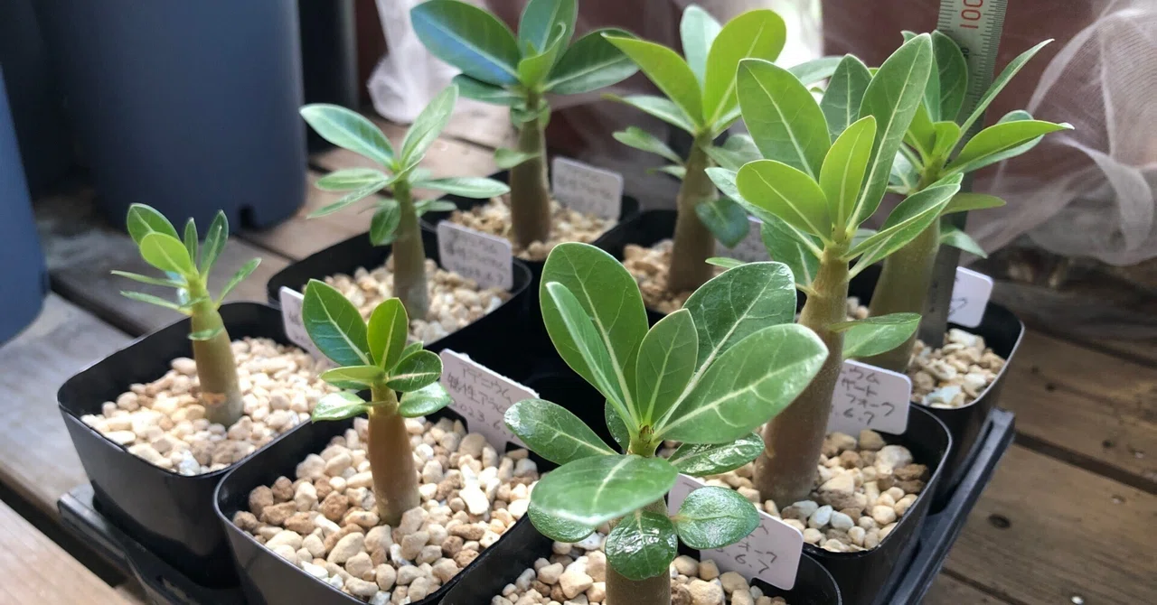 初めてのアデニウム🌱実生に挑戦‼️｜穂の気ままライフ