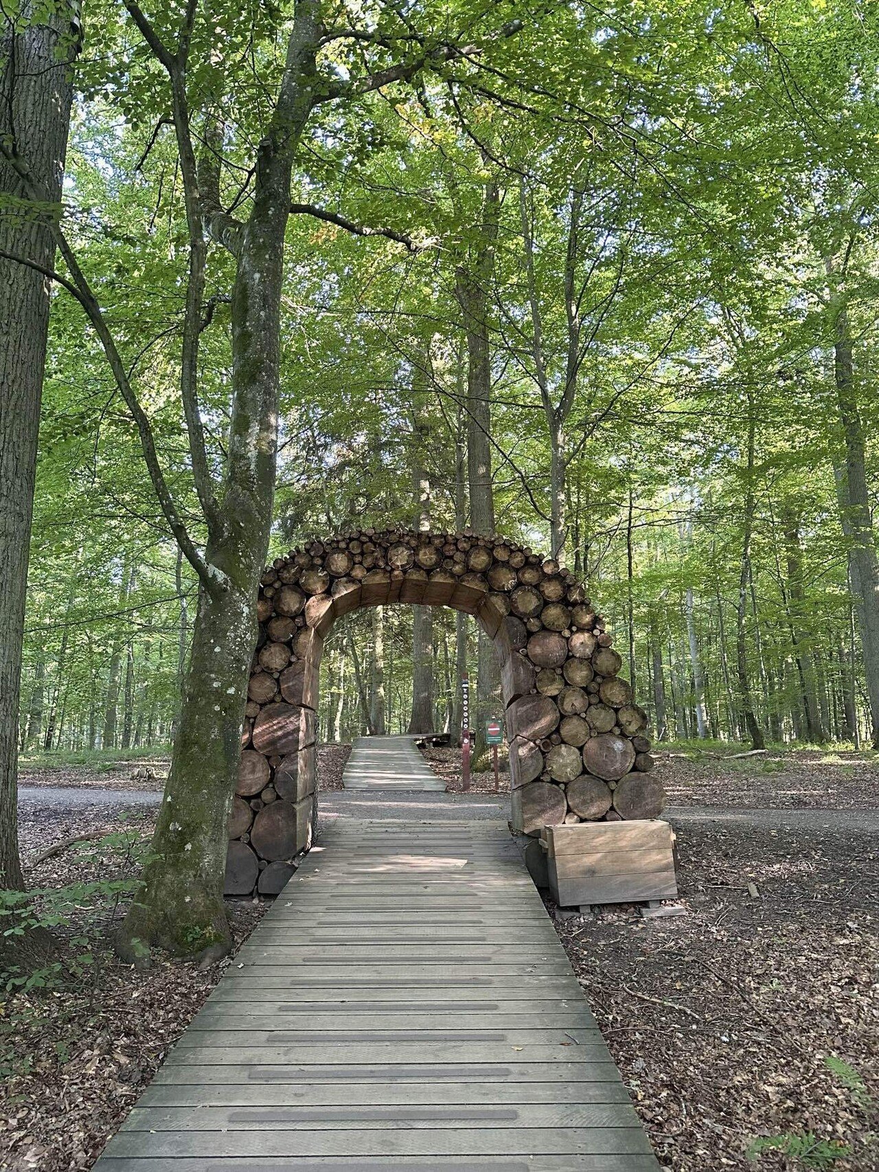 チンチラブラウン●デンマーク産コペンハーゲン社 超絶ぐいぐい来る系のチンチラ（ブラウンエボニー）の男の子♪ | 熱帯