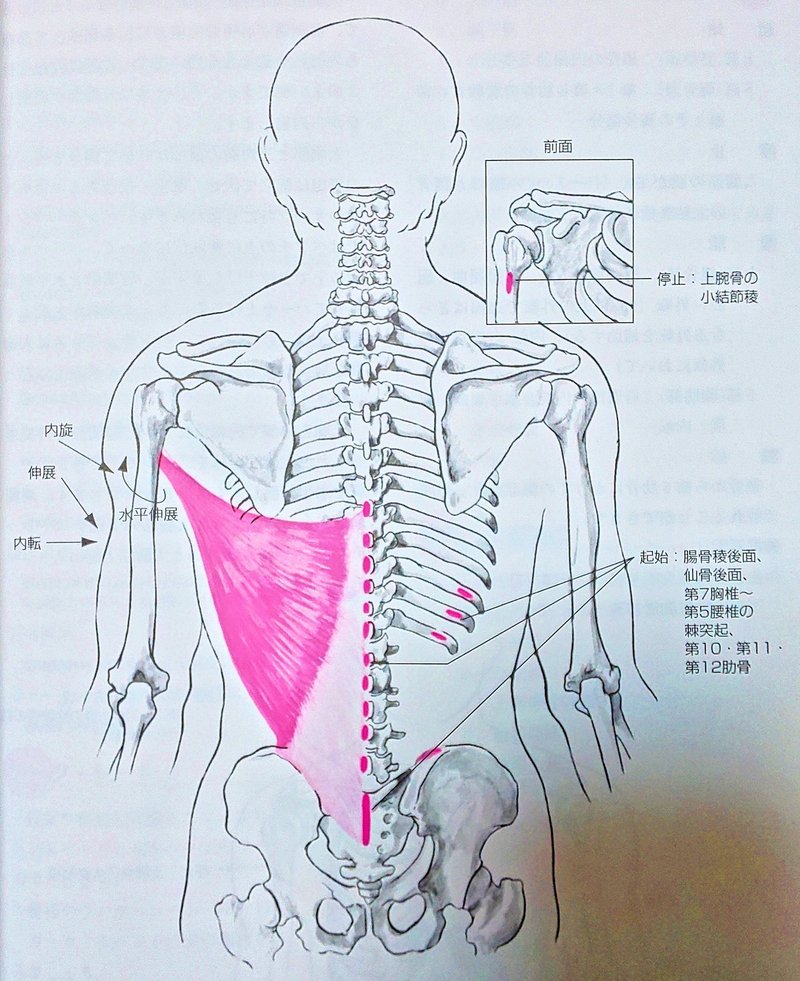 広背筋 ツリー の正体 機能と特徴 Chicken Heart Tv Note