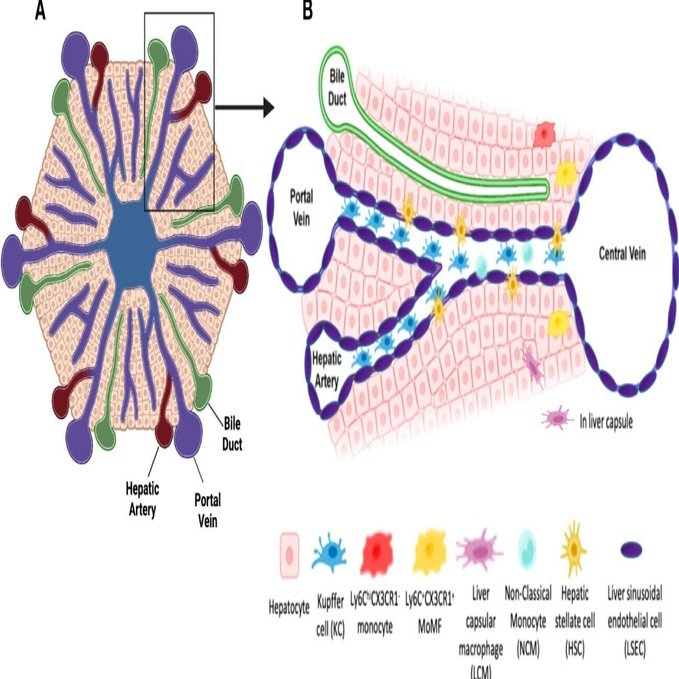 急性肝障害におけるマクロファージの多面的役割｜哉百名