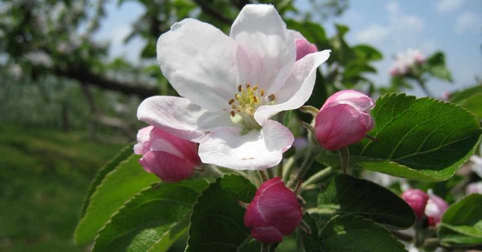 りんごの花保育園ができるまで 3 りんごの花保育園 Note