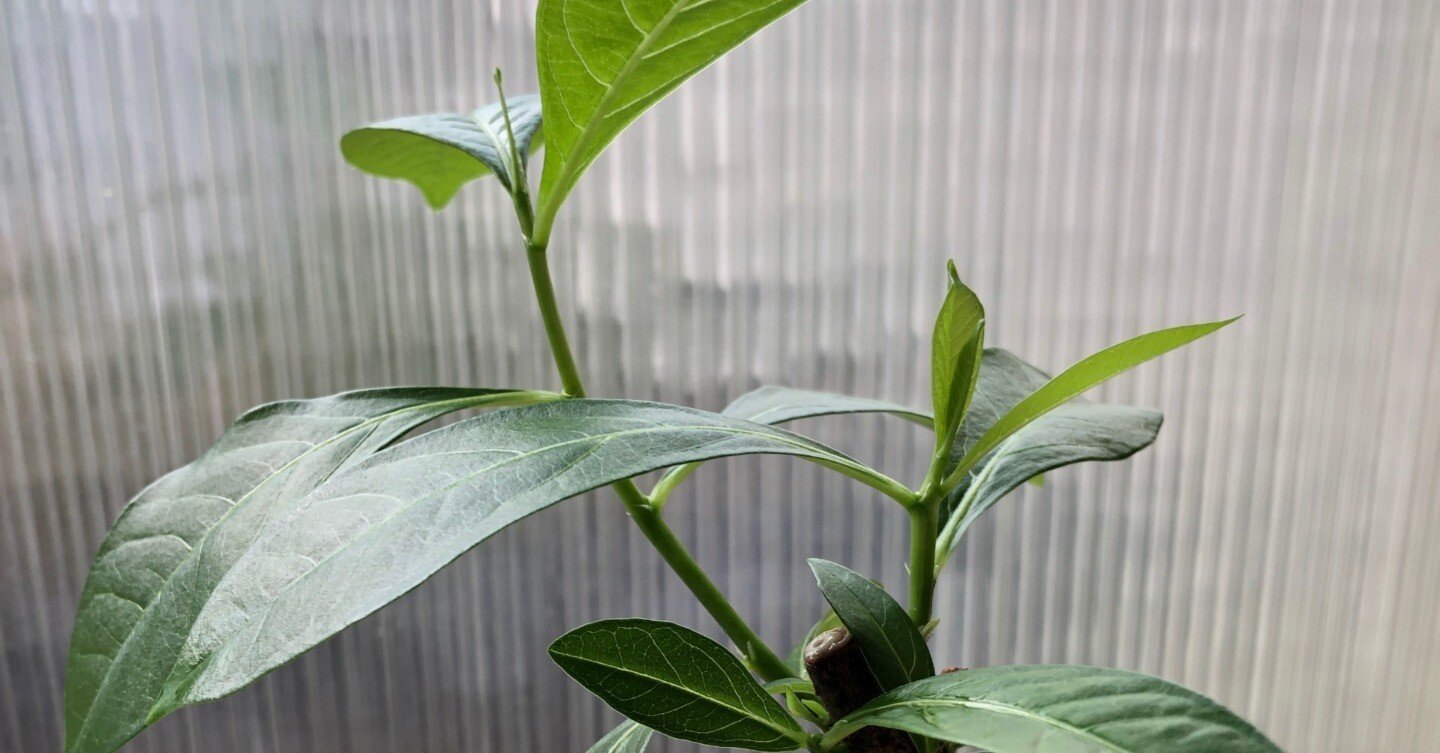 25日まで　バオバブ　10年管理　引き取り限定　福岡　久留米 25日まで バオバブ 10年管理 引き取り限定 福岡 久留米 25日まで