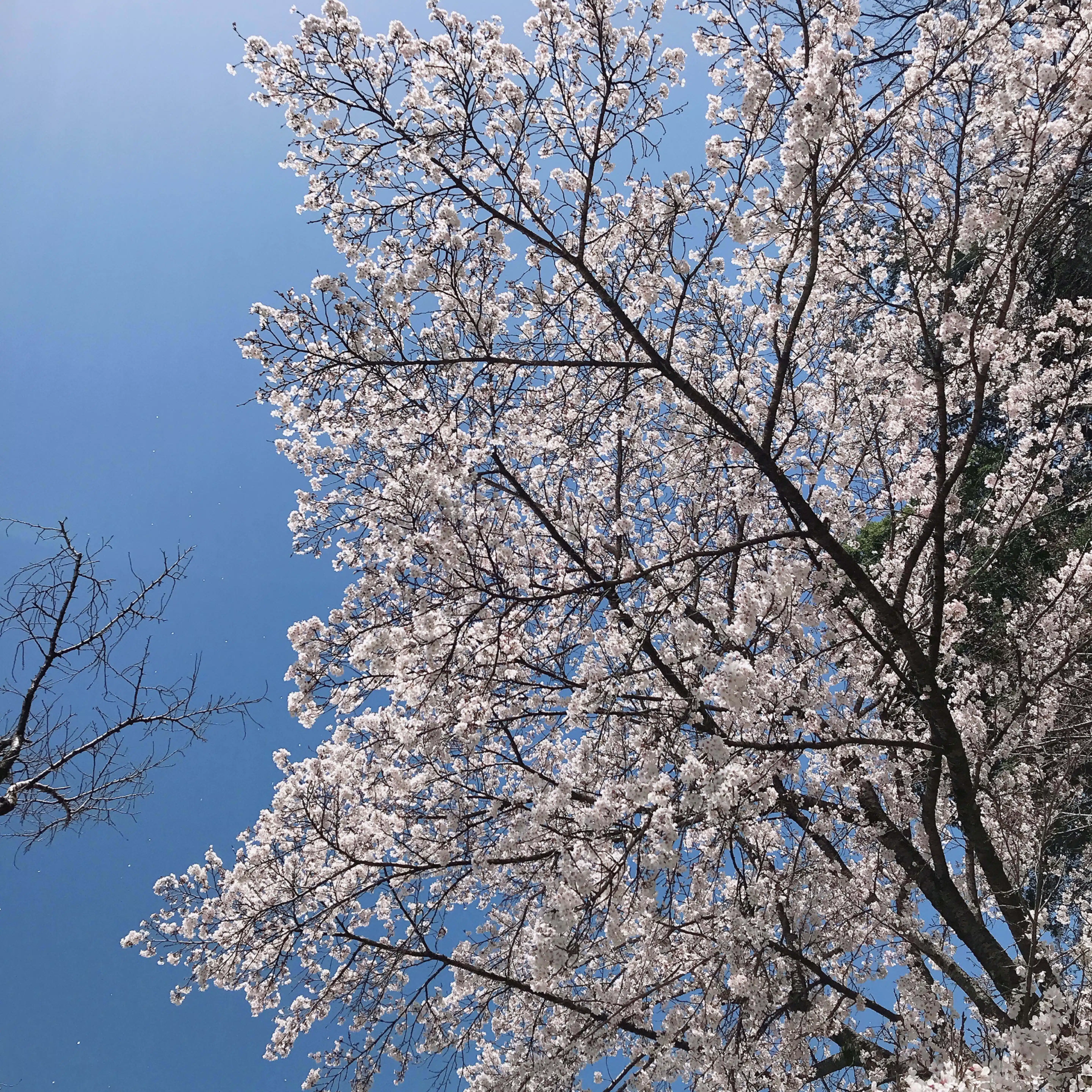 雪野しずく