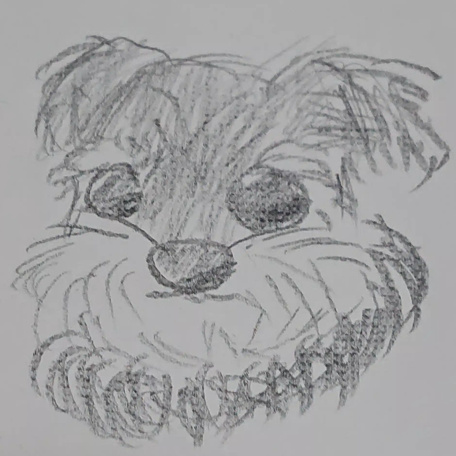 髭犬