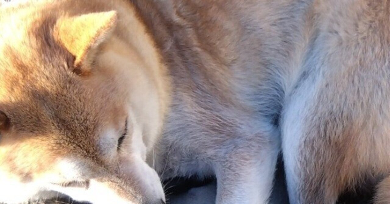 日記】獣儀式（友成純一）読了｜じぜる