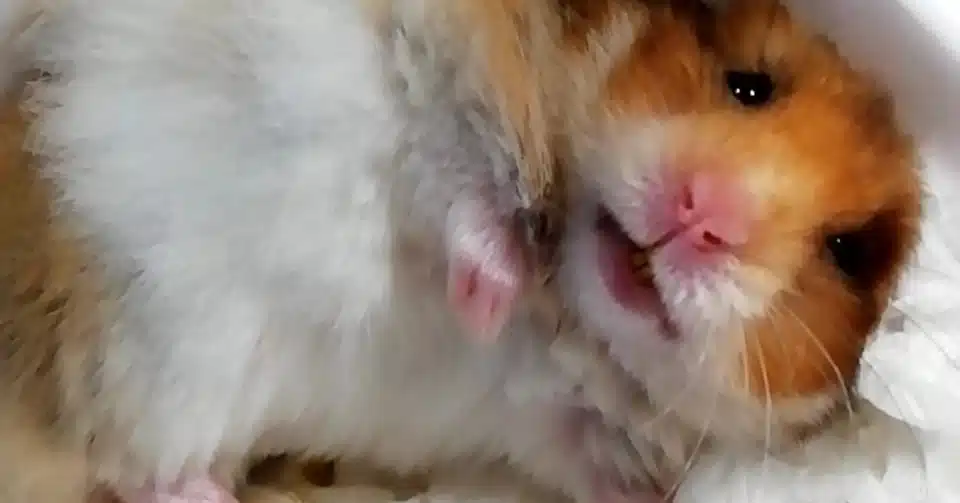ハムスター を飼う 慣れてきたら編 にゅ ぶる Note