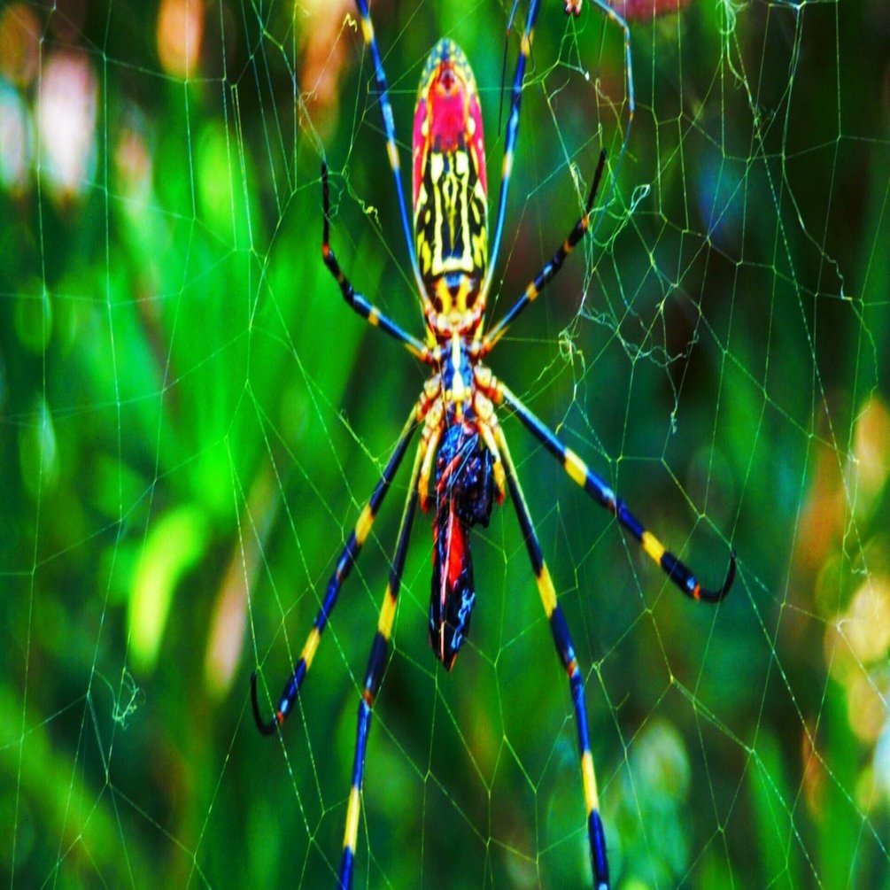 蜘蛛ふたつ｜Foliage Poet