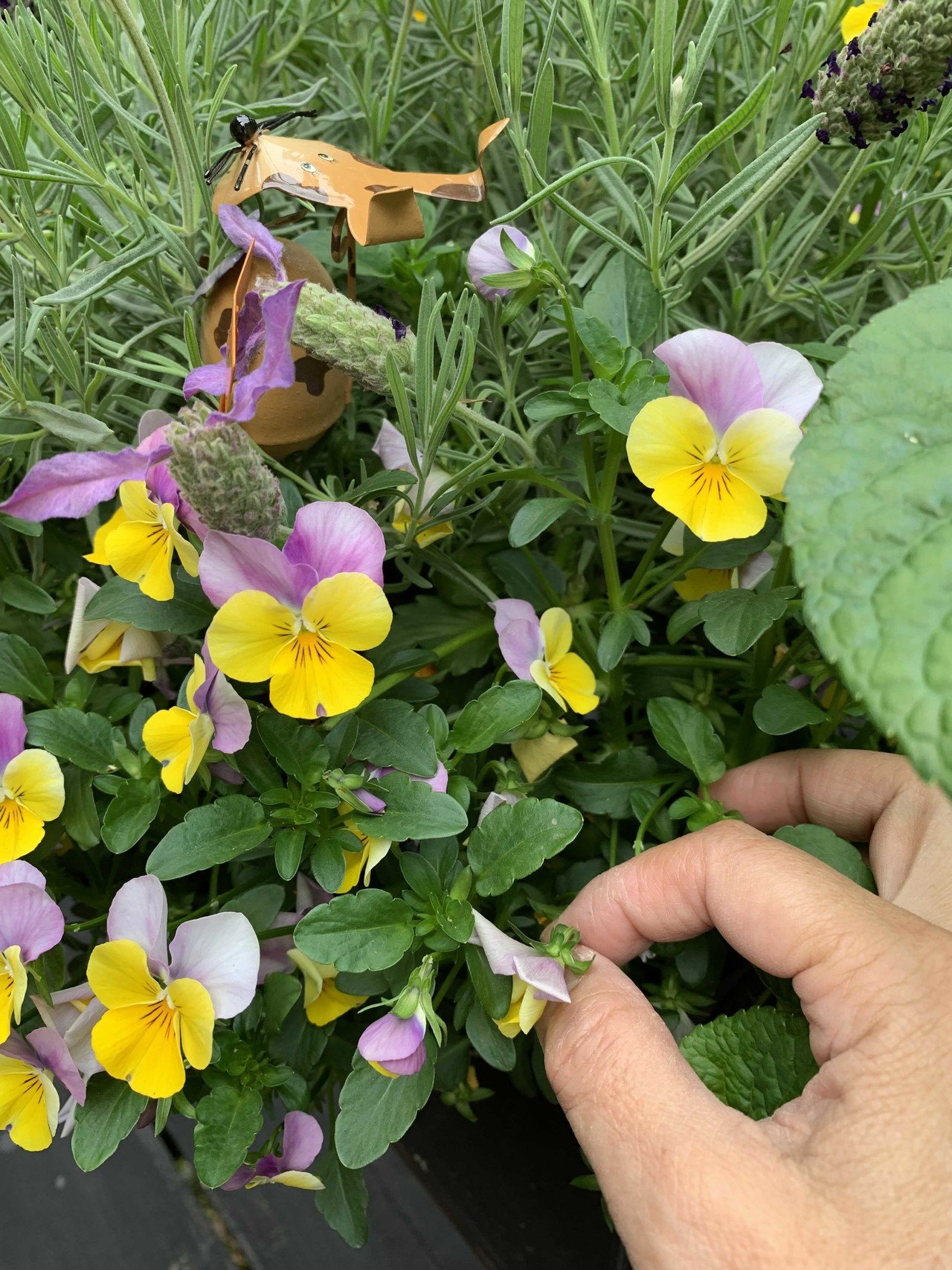 どんなに朝が 忙しくても お花を世話する時間を作りなさいと 母は言う 綺麗に咲かすには 咲き終わった花を手早く摘み取ることで 花は子孫を残す為に 次の花 次の花って咲かすのだそうです 植物は とって 蓮月みづき Note