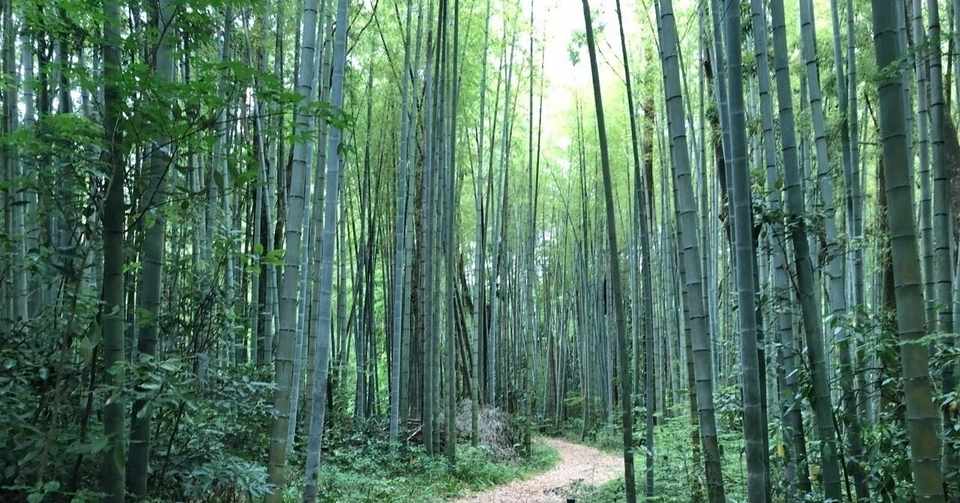 野草食日記 41 森林保全の観点からタケノコ採り なな艸 Note