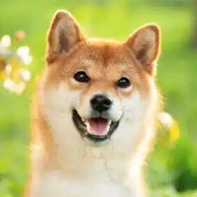 クマコ