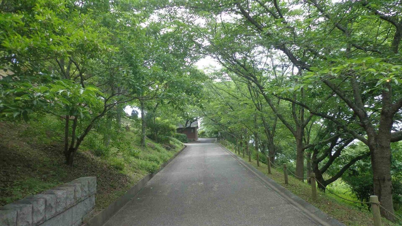 半田山植物園_5月28日__両側の木々