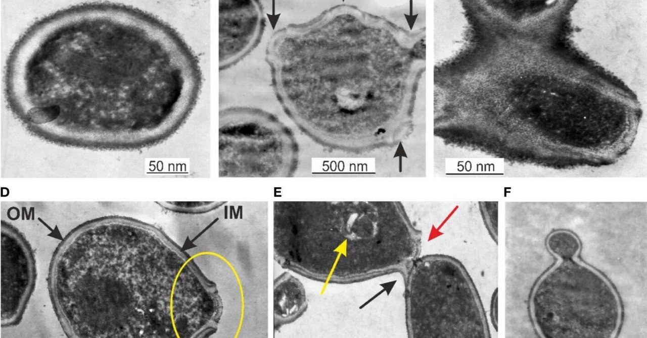 光学顕微鏡および電子顕微鏡による健常人の血液微生物叢の形態学