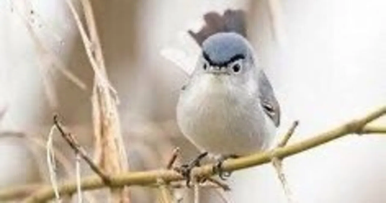 太った鳥 第2671回 鳥の変な写真 ⑴｜翆野 大地