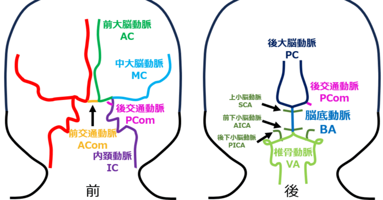 【保存版】脳の血管の略語~ICPC動脈瘤とは?~|脳プロブレム