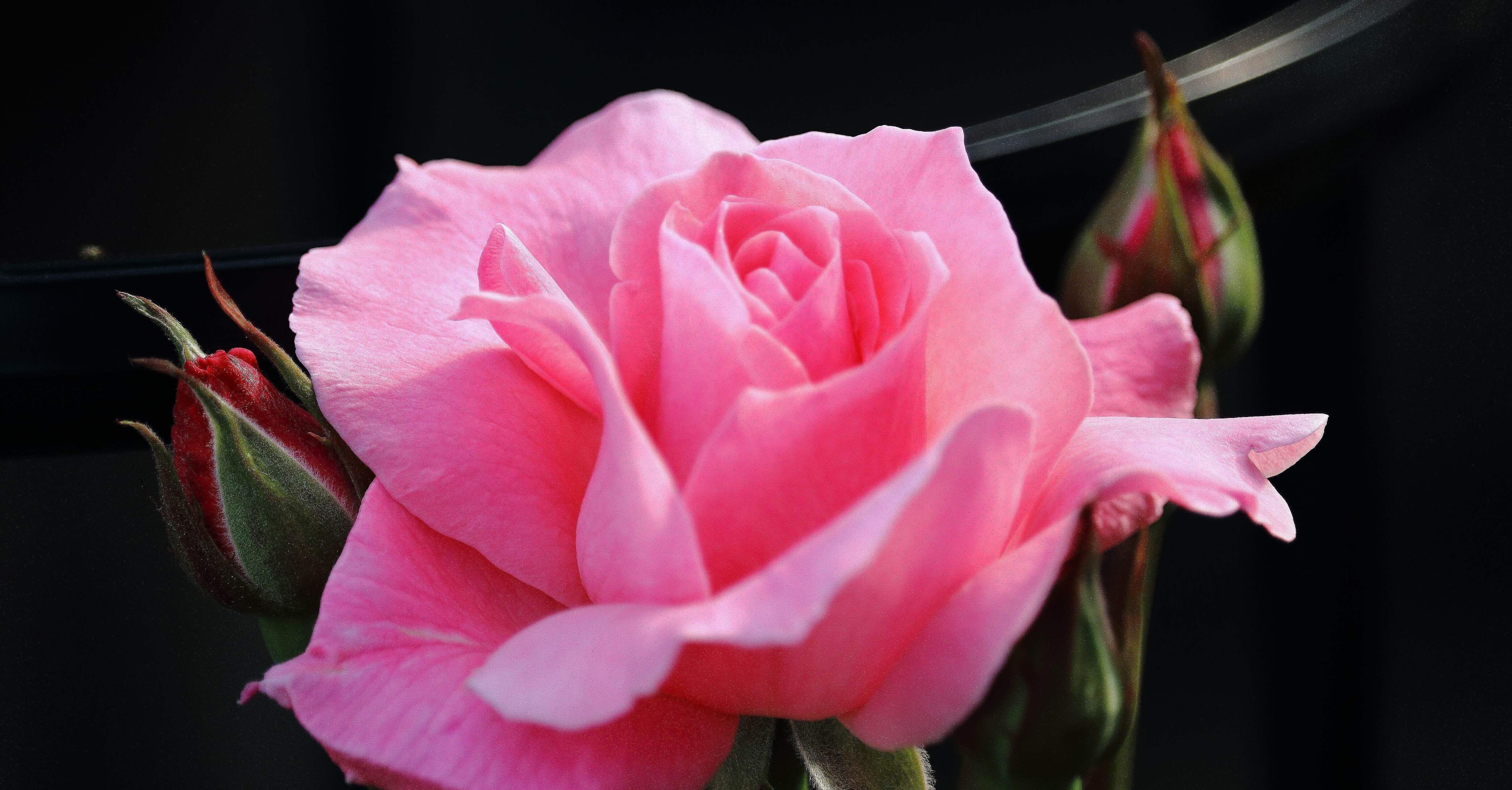 さよならのかわりに。｜にくまきとまと