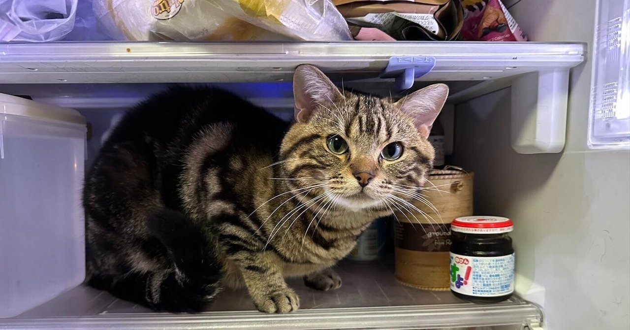冷蔵庫の中でくつろぐ猫の姿が可愛すぎる！暑くて涼んでいるのかと思い