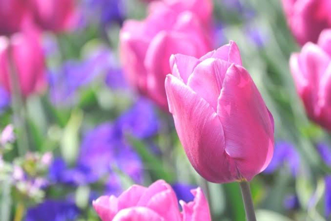 チューリップとトルコ トルコ至宝展に行ってきました 奈々絵 Note