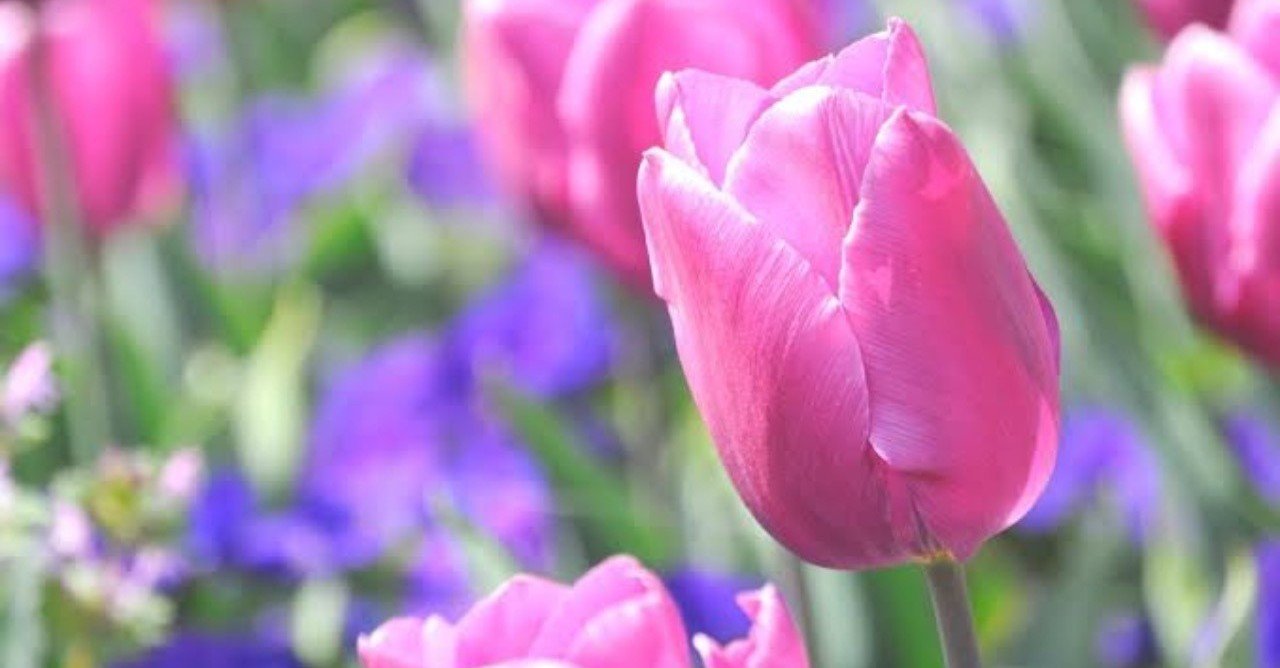 チューリップとトルコ トルコ至宝展に行ってきました 𠮷澤奈々絵 Note チューリップとトルコ トルコ至宝展に行ってきました 𠮷澤奈々絵 Note