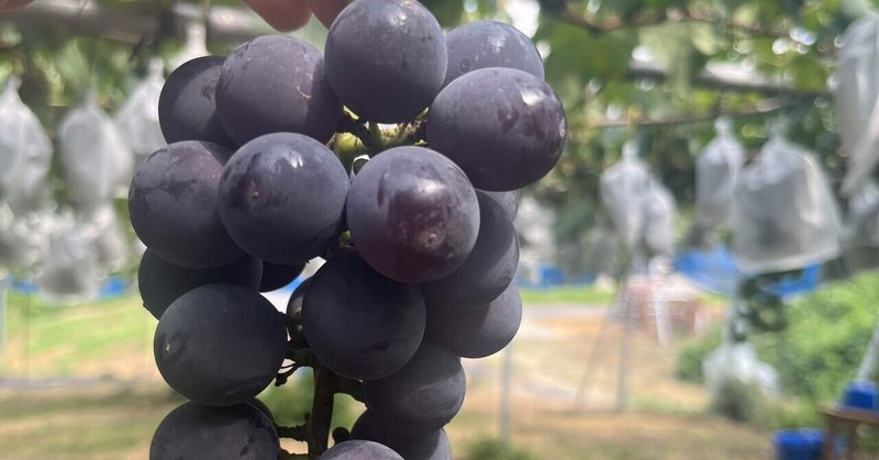 キラキラの宝石と出会える！フルーツ狩りの魅力！🍇🍎