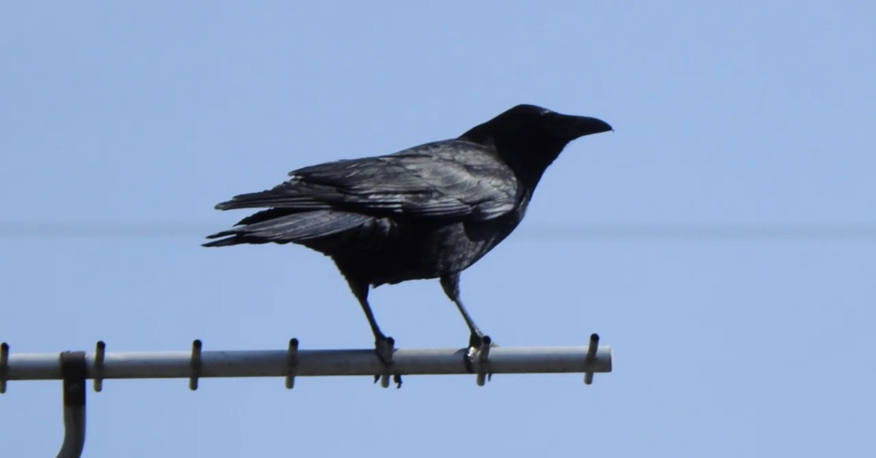 野鳥観察のススメ カラス｜かわせみ?