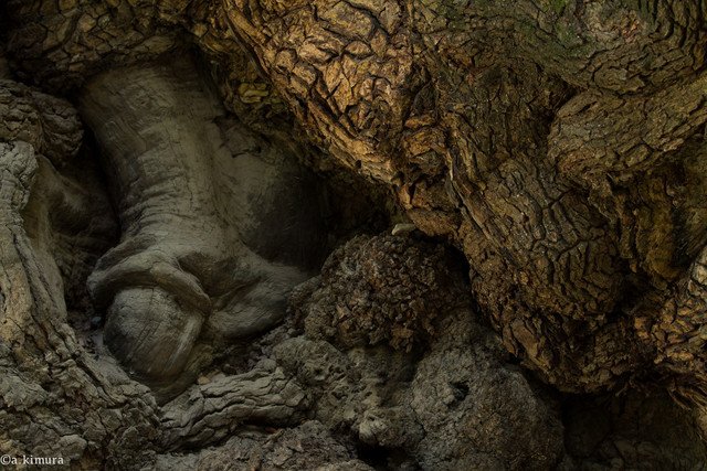 来宮神社　樹齢二千年の大楠の木肌　#写真
